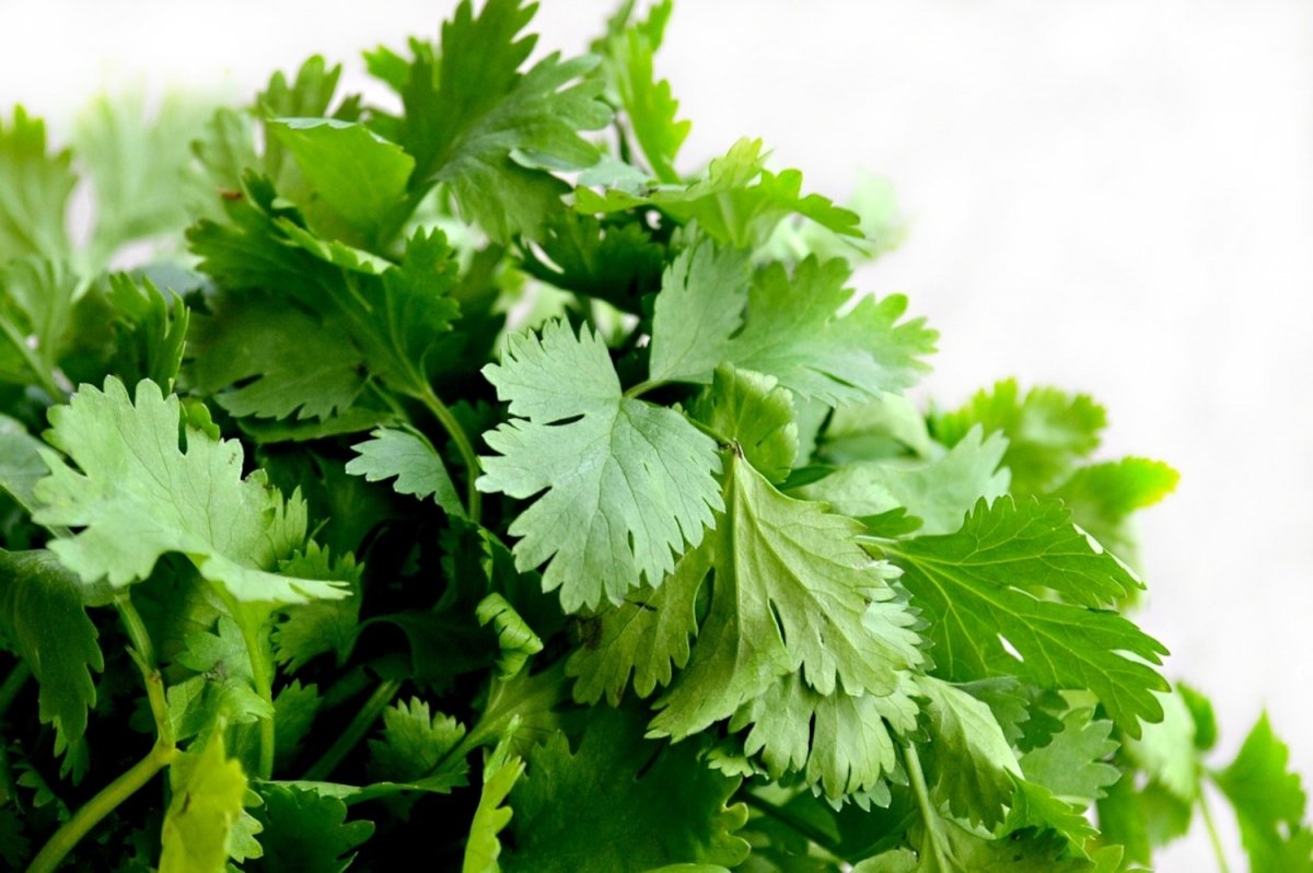 Cilantro ea./Coriander ea.